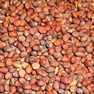 Radish seeds