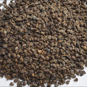 Molokhia seeds