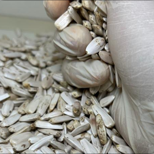 Sunflower seeds