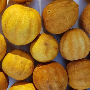 Dried yellow lemon