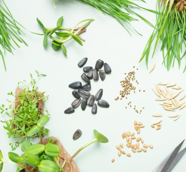 seeds-microgreen-oats-sunflower-alfalfa-wheat-top-view-green-background_150893-9313